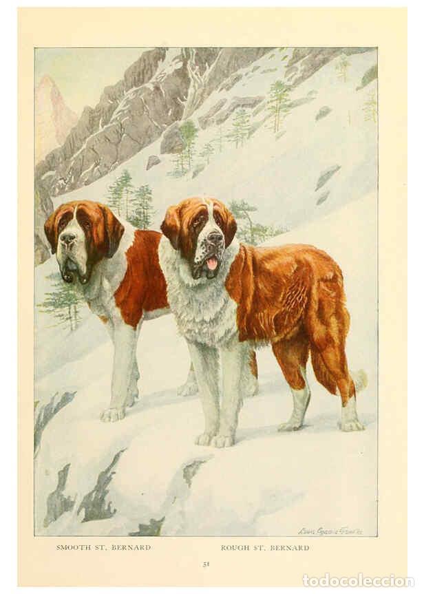 Sammeln von Zeitschriften und Zeitungen: Reproducci&oacute;n/Reproduction 6353224685: The book of dogs Washington, D. C.,The National geographic soc