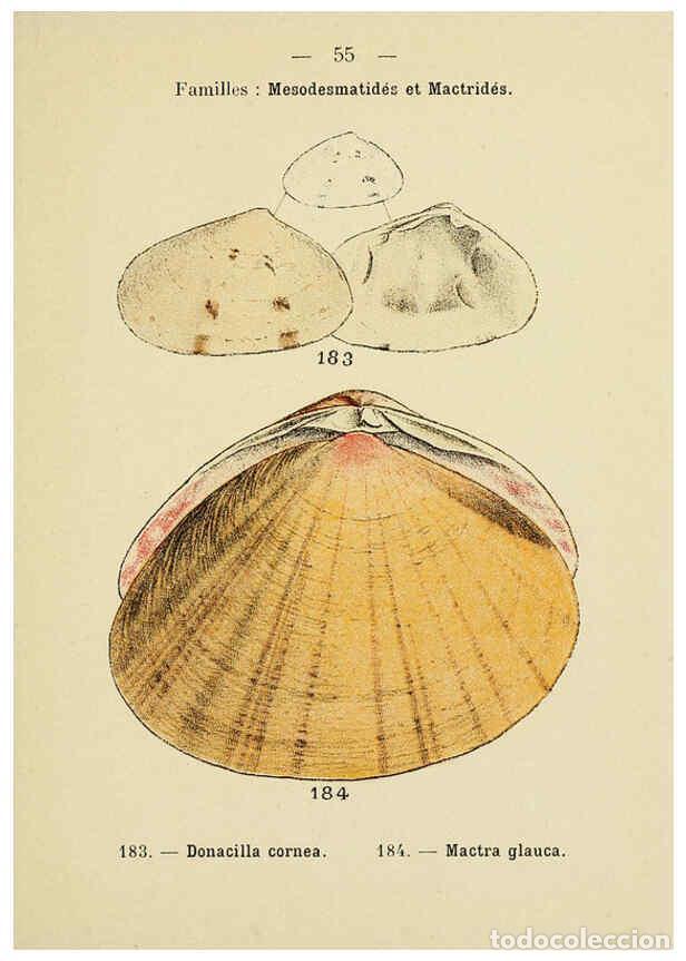 Sammeln von Zeitschriften und Zeitungen: Reproducci&oacute;n/Reproduction 6311731527: Atlas de poche des coquilles des c&ocirc;tes de France Paris,Librair