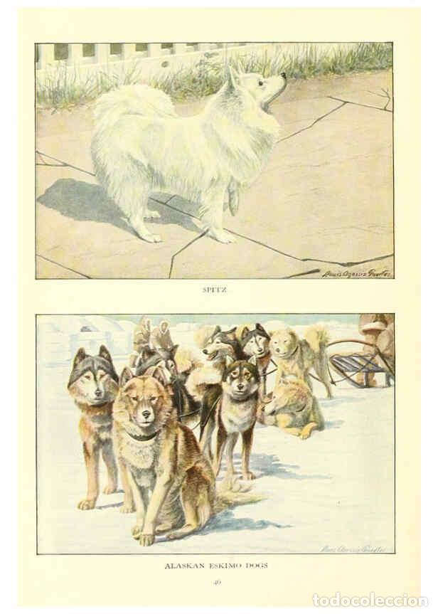 Sammeln von Zeitschriften und Zeitungen: Reproducci&oacute;n/Reproduction 6353223611: The book of dogs Washington, D. C.,The National geographic soc