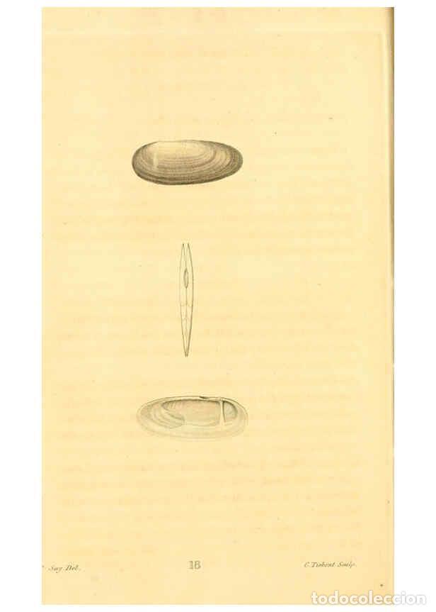 Sammeln von Zeitschriften und Zeitungen: Reproducci&oacute;n/Reproduction 6353120537: American conchology New Harmony, Ind. :Printed at the School P