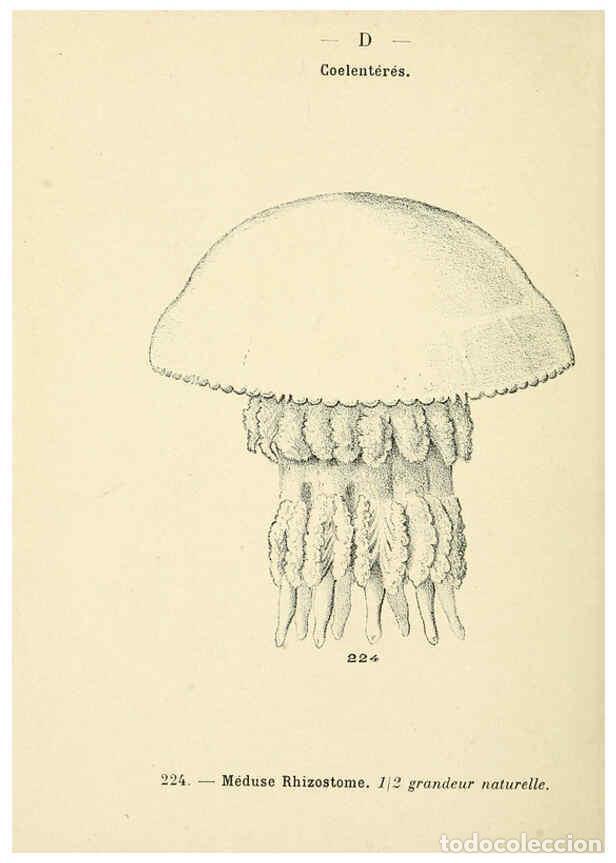 Sammeln von Zeitschriften und Zeitungen: Reproducci&oacute;n/Reproduction 6311734129: Atlas de poche des coquilles des c&ocirc;tes de France Paris,Librair