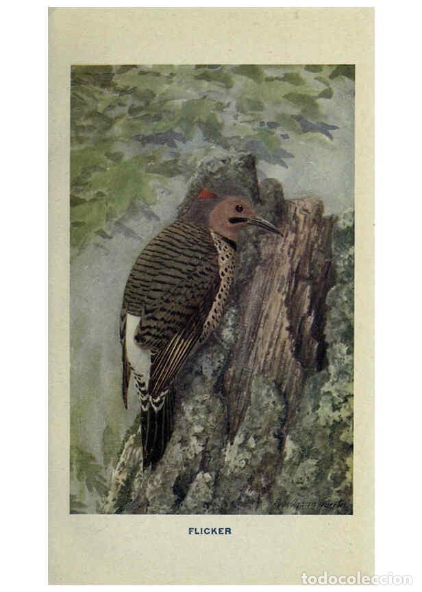 Sammeln von Zeitschriften und Zeitungen: Reproducci&oacute;n/Reproduction 6312283280: The way to study birds New York,Putnam,1917 - John Dryden Kuse