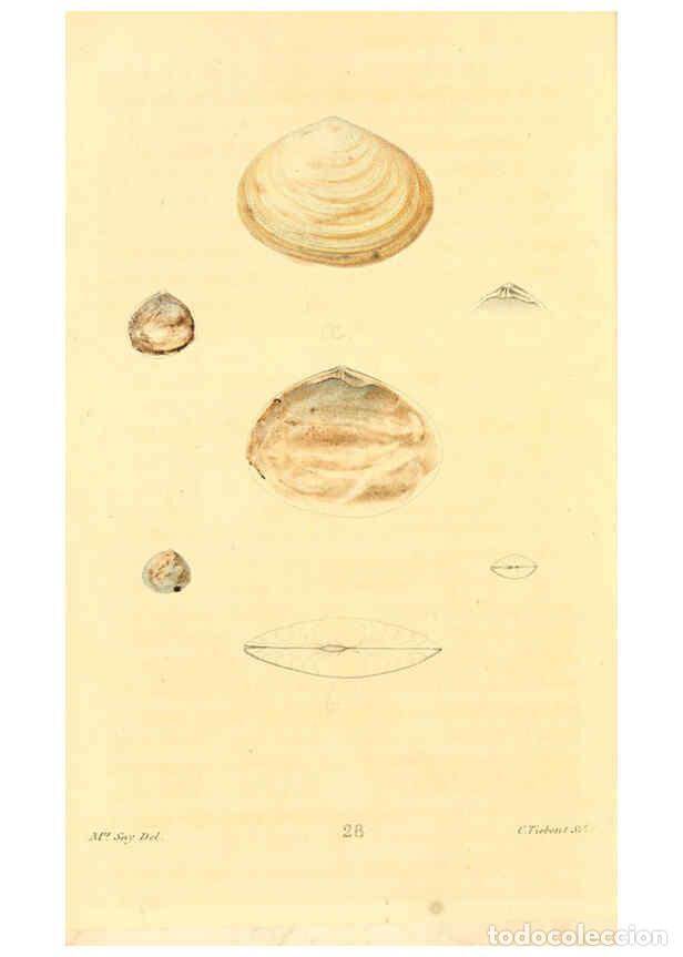 Sammeln von Zeitschriften und Zeitungen: Reproducci&oacute;n/Reproduction 6353124039: American conchology New Harmony, Ind. :Printed at the School P