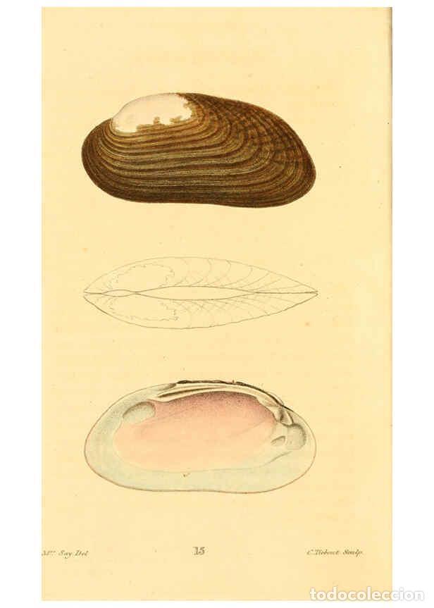 Sammeln von Zeitschriften und Zeitungen: Reproducci&oacute;n/Reproduction 6353119357: American conchology New Harmony, Ind. :Printed at the School P