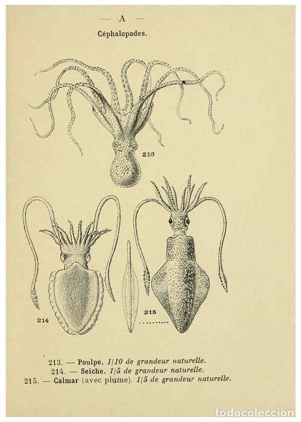 Sammeln von Zeitschriften und Zeitungen: Reproducci&oacute;n/Reproduction 6311733521: Atlas de poche des coquilles des c&ocirc;tes de France Paris,Librair