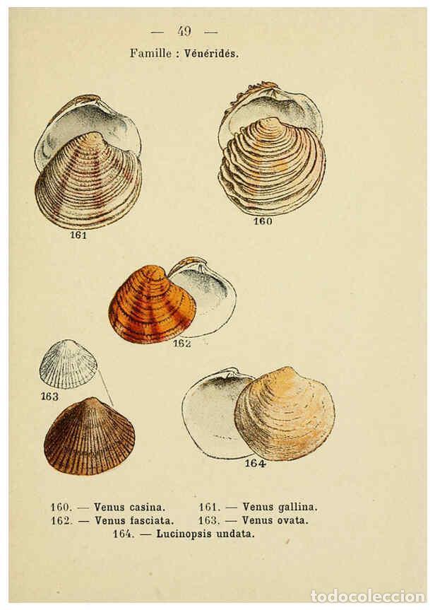 Sammeln von Zeitschriften und Zeitungen: Reproducci&oacute;n/Reproduction 6312250656: Atlas de poche des coquilles des c&ocirc;tes de France Paris,Librair