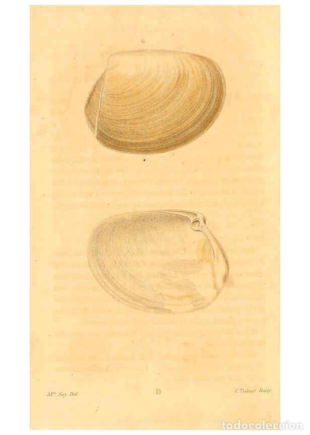 Sammeln von Zeitschriften und Zeitungen: Reproducci&oacute;n/Reproduction 6353116675: American conchology New Harmony, Ind. :Printed at the School P