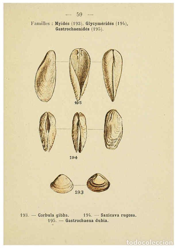 Sammeln von Zeitschriften und Zeitungen: Reproducci&oacute;n/Reproduction 6311732397: Atlas de poche des coquilles des c&ocirc;tes de France Paris,Librair
