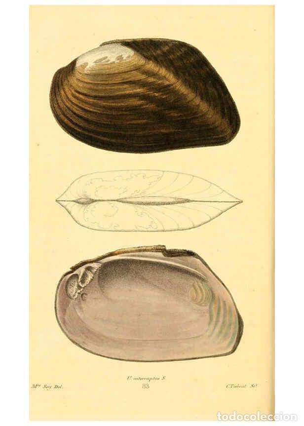 Sammeln von Zeitschriften und Zeitungen: Reproducci&oacute;n/Reproduction 6353126005: American conchology New Harmony, Ind. :Printed at the School P