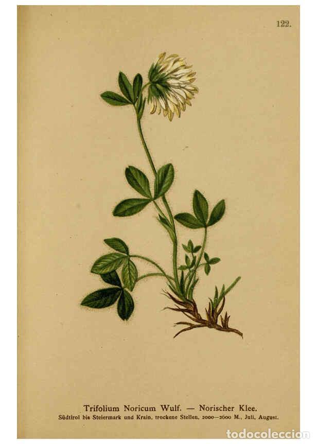 Sammeln von Zeitschriften und Zeitungen: Reproducci&oacute;n/Reproduction 6312028514: Atlas der Alpenflora. v.1. Wien :Eigenthum und Verlag des Deut