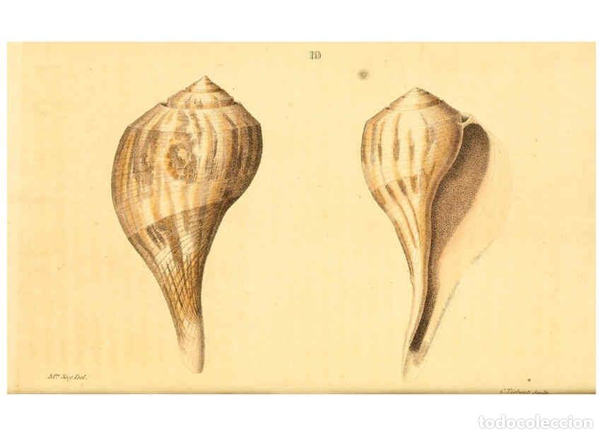 Sammeln von Zeitschriften und Zeitungen: Reproducci&oacute;n/Reproduction 6353120877: American conchology New Harmony, Ind. :Printed at the School P