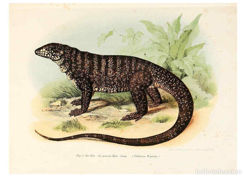 Sammeln von Zeitschriften und Zeitungen: Reproducci&oacute;n/Reproduction 6309238747: Bilder-Atlas zur wissenschaftlich-popul&auml;ren Naturgeschichte de