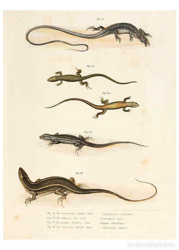 Sammeln von Zeitschriften und Zeitungen: Reproducci&oacute;n/Reproduction 6309761100: Bilder-Atlas zur wissenschaftlich-popul&auml;ren Naturgeschichte de