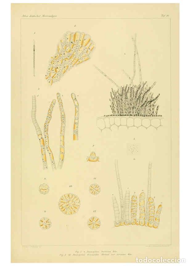 Coleccionismo de Revistas y Peri&oacute;dicos: Reproducci&oacute;n/Reproduction 6358284149: Atlas deutscher Meeresalgen Berlin :P. Parey,1889-1892 - Johan