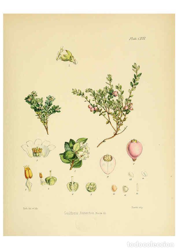 Coleccionismo de Revistas y Peri&oacute;dicos: Reproducci&oacute;n/Reproduction 6302442415: The botany of the Antarctic voyage of H.M. discovery ships Ere
