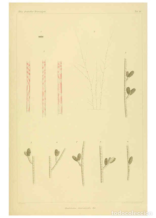 Coleccionismo de Revistas y Peri&oacute;dicos: Reproducci&oacute;n/Reproduction 6358285045: Atlas deutscher Meeresalgen Berlin :P. Parey,1889-1892 - Johan