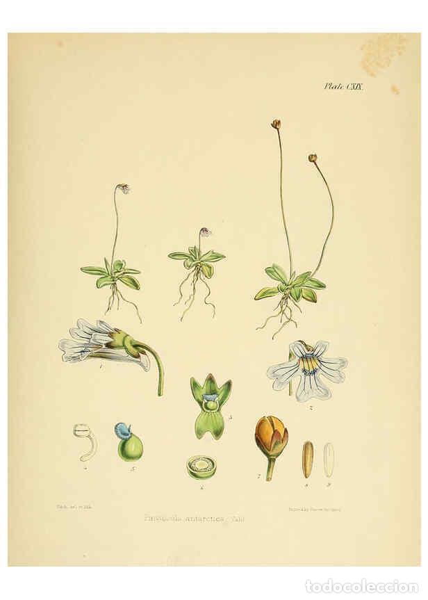 Coleccionismo de Revistas y Peri&oacute;dicos: Reproducci&oacute;n/Reproduction 6302443933: The botany of the Antarctic voyage of H.M. discovery ships Ere