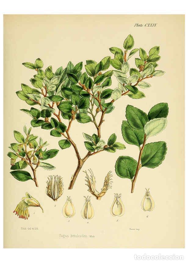 Coleccionismo de Revistas y Peri&oacute;dicos: Reproducci&oacute;n/Reproduction 6302971078: The botany of the Antarctic voyage of H.M. discovery ships Ere