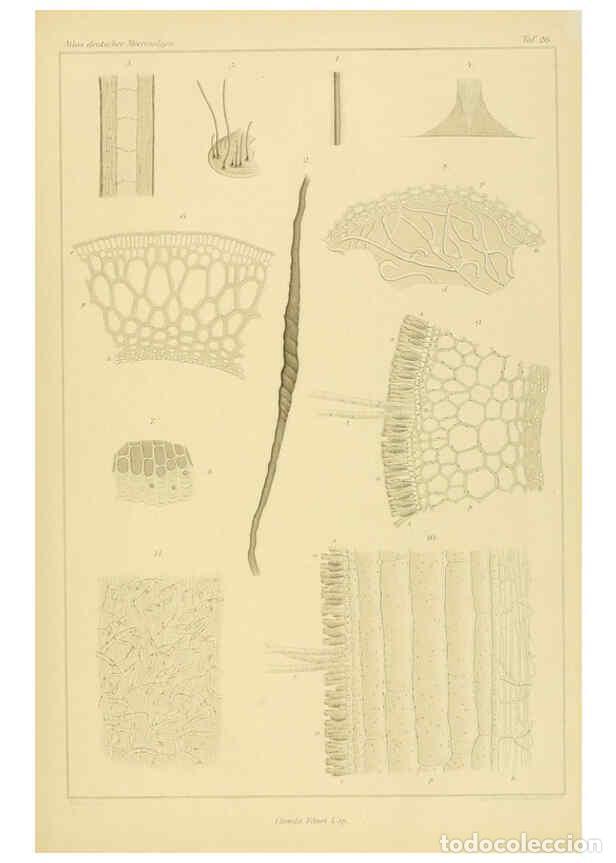 Coleccionismo de Revistas y Peri&oacute;dicos: Reproducci&oacute;n/Reproduction 6358285971: Atlas deutscher Meeresalgen Berlin :P. Parey,1889-1892 - Johan