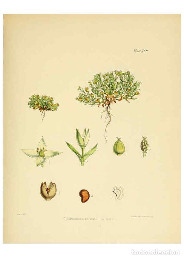 Coleccionismo de Revistas y Peri&oacute;dicos: Reproducci&oacute;n/Reproduction 6302434981: The botany of the Antarctic voyage of H.M. discovery ships Ere