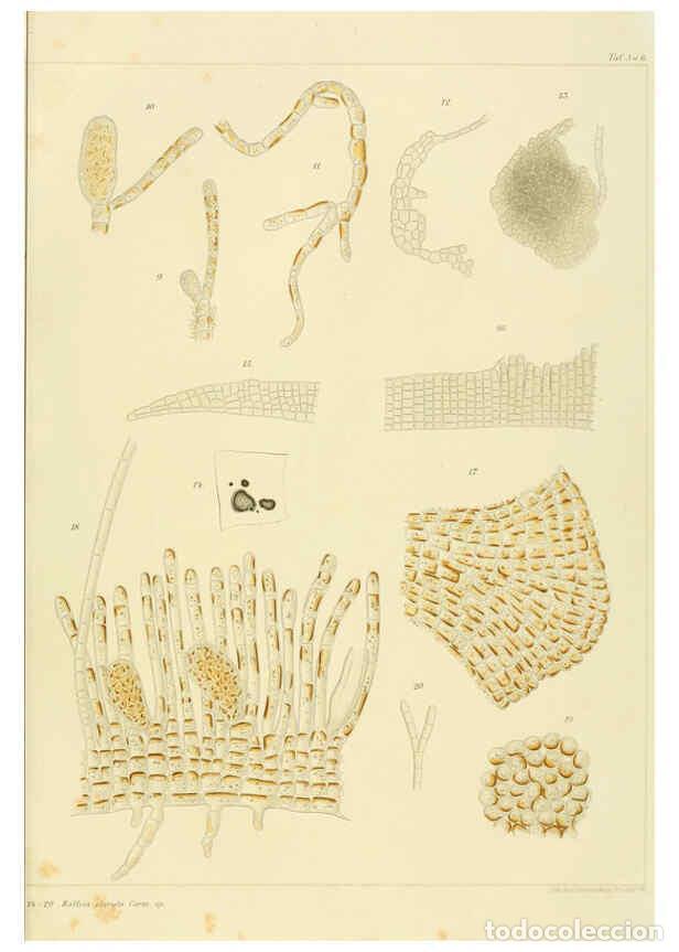 Collection Magazines and Newspapers: Reproducci&oacute;n/Reproduction 6358281771: Atlas deutscher Meeresalgen Berlin :P. Parey,1889-1892 - Johan
