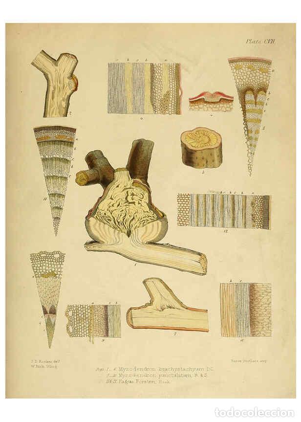 Collection Magazines and Newspapers: Reproducci&oacute;n/Reproduction 6302965876: The botany of the Antarctic voyage of H.M. discovery ships Ere