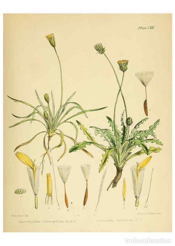 Collection Magazines and Newspapers: Reproducci&oacute;n/Reproduction 6302967224: The botany of the Antarctic voyage of H.M. discovery ships Ere