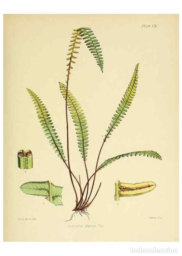 Collection Magazines and Newspapers: Reproducci&oacute;n/Reproduction 6302457153: The botany of the Antarctic voyage of H.M. discovery ships Ere