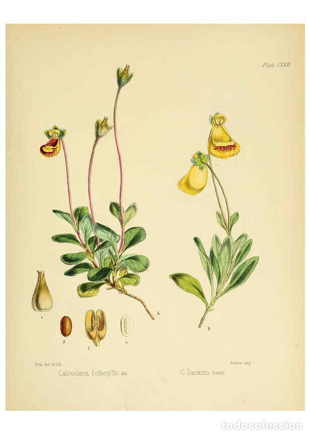 Collection Magazines and Newspapers: Reproducci&oacute;n/Reproduction 6302968612: The botany of the Antarctic voyage of H.M. discovery ships Ere