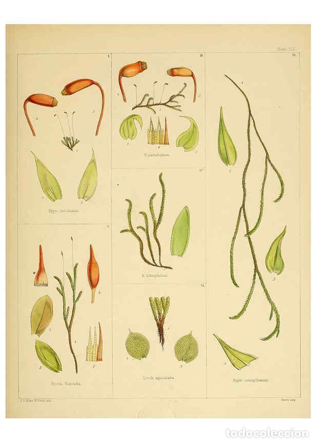 Collection Magazines and Newspapers: Reproducci&oacute;n/Reproduction 6302458823: The botany of the Antarctic voyage of H.M. discovery ships Ere