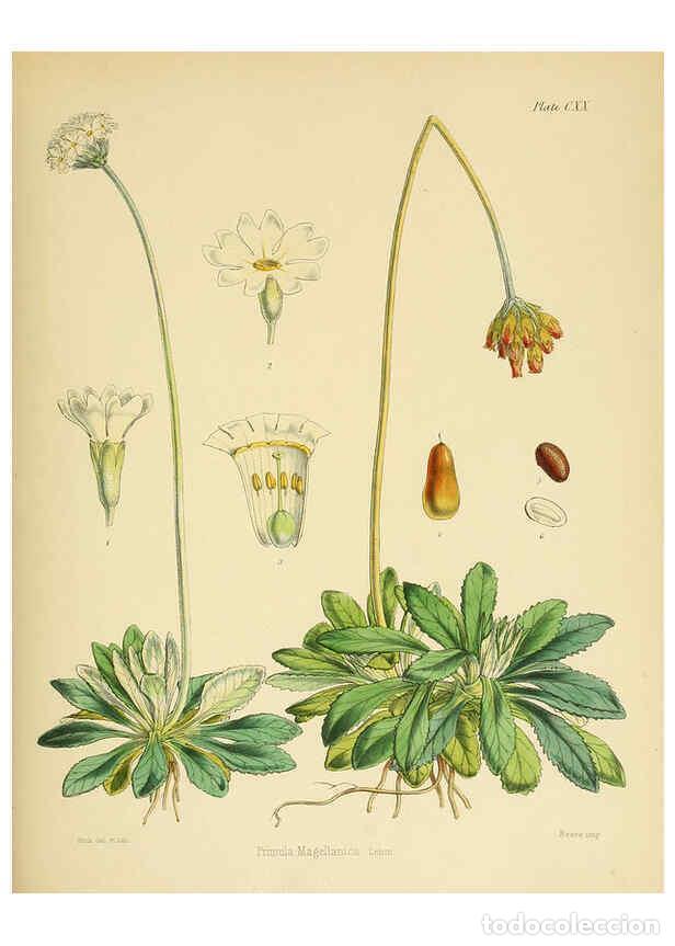 Collection Magazines and Newspapers: Reproducci&oacute;n/Reproduction 6302444149: The botany of the Antarctic voyage of H.M. discovery ships Ere