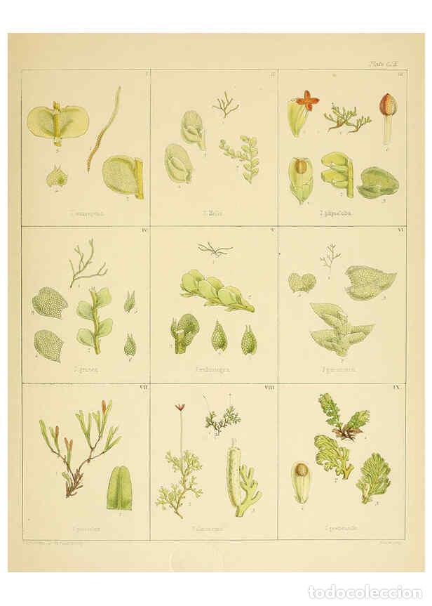 Collection Magazines and Newspapers: Reproducci&oacute;n/Reproduction 6302460241: The botany of the Antarctic voyage of H.M. discovery ships Ere