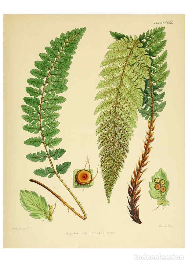 Collection Magazines and Newspapers: Reproducci&oacute;n/Reproduction 6302456797: The botany of the Antarctic voyage of H.M. discovery ships Ere