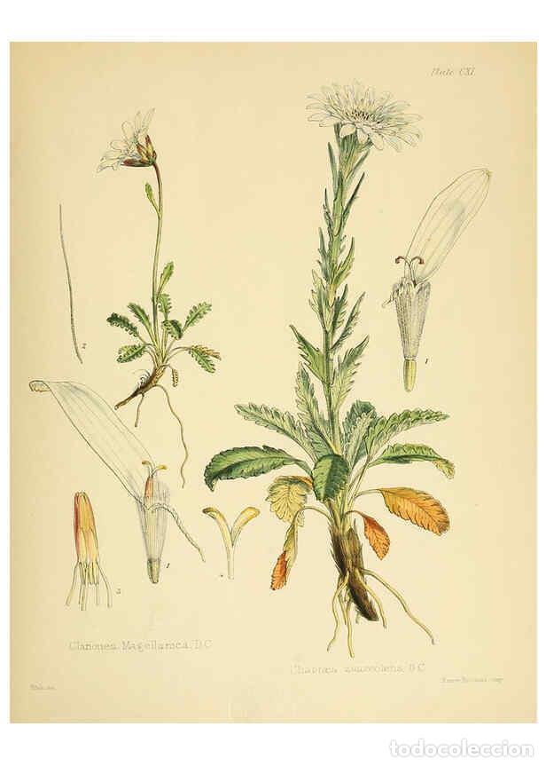 Collection Magazines and Newspapers: Reproducci&oacute;n/Reproduction 6302440891: The botany of the Antarctic voyage of H.M. discovery ships Ere