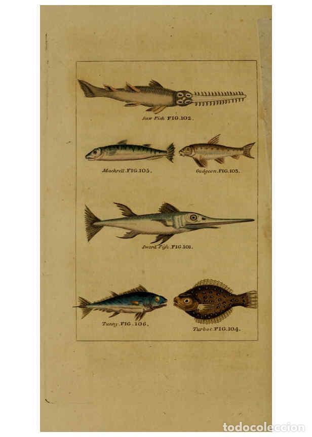 Sammeln von Zeitschriften und Zeitungen: Reproducci&oacute;n/Reproduction 6298707397: Natural history of birds, fish, insects, and reptiles London,P