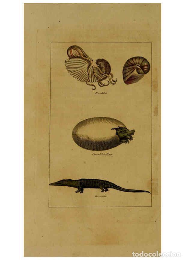 Colecionismo de Revistas e Jornais: Reproducci&oacute;n/Reproduction 6299243468: Natural history of birds, fish, insects, and reptiles London,P