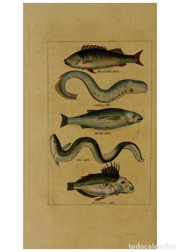 Sammeln von Zeitschriften und Zeitungen: Reproducci&oacute;n/Reproduction 6299240750: Natural history of birds, fish, insects, and reptiles London,P