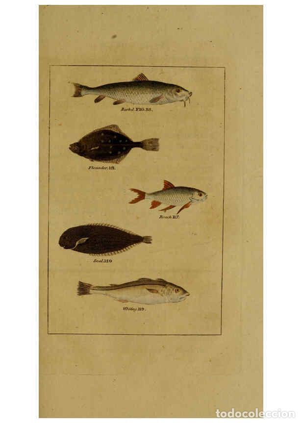 Colecionismo de Revistas e Jornais: Reproducci&oacute;n/Reproduction 6298708457: Natural history of birds, fish, insects, and reptiles London,P