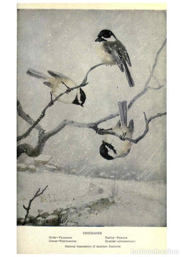 Collezionismo di Riviste e Giornali: Reproducci&oacute;n/Reproduction 6302723056: Portraits and habits of our birds v.2. New York city :National