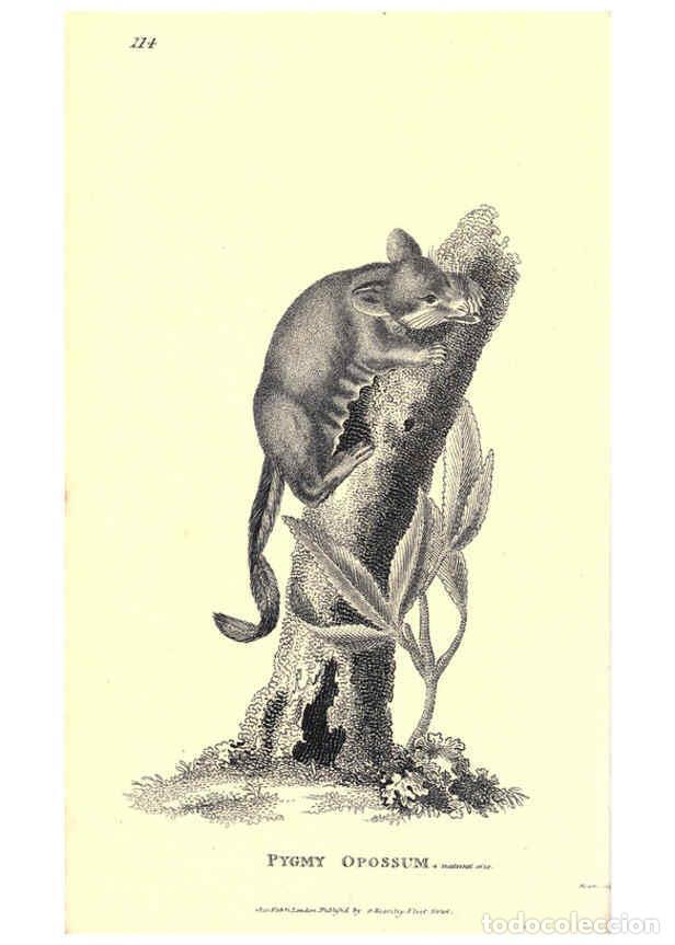 Collezionismo di Riviste e Giornali: Reproducci&oacute;n/Reproduction 6302825736: General zoology, or Systematic natural history. v.1. pt. 2. Lo