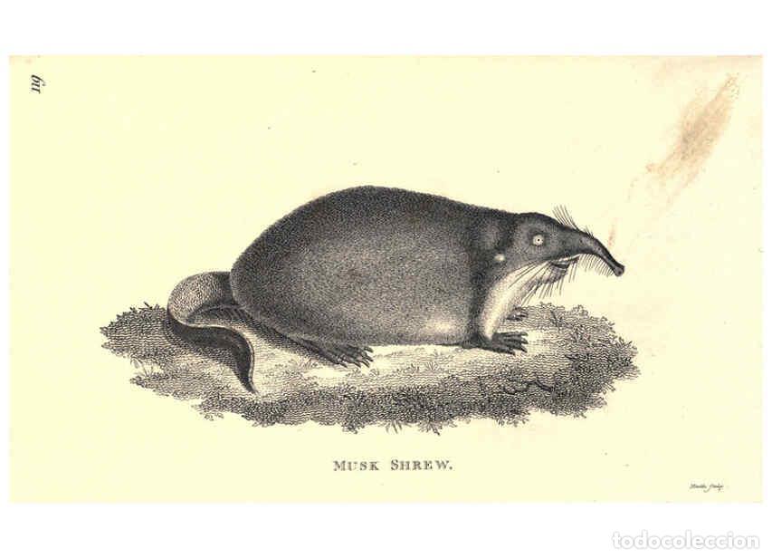 Collezionismo di Riviste e Giornali: Reproducci&oacute;n/Reproduction 6302303059: General zoology, or Systematic natural history. v.1. pt. 2. Lo