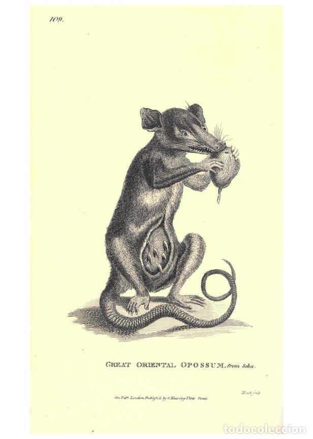 Collezionismo di Riviste e Giornali: Reproducci&oacute;n/Reproduction 6302299031: General zoology, or Systematic natural history. v.1. pt. 2. Lo