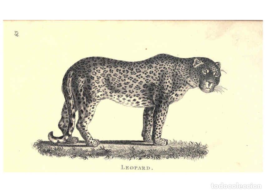 Collezionismo di Riviste e Giornali: Reproducci&oacute;n/Reproduction 6302290903: General zoology, or Systematic natural history. v.1. pt. 2. Lo