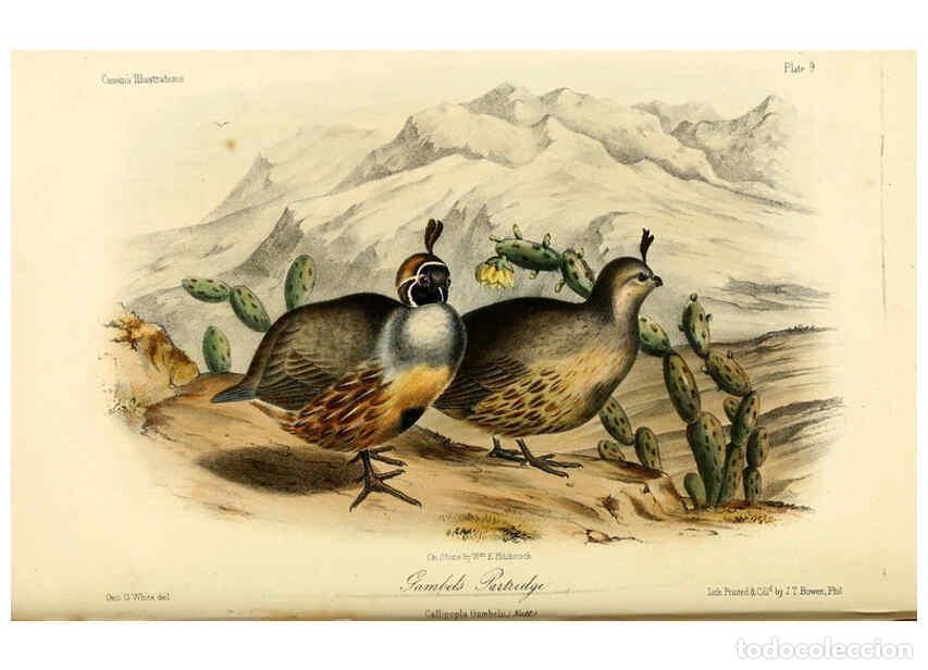 Collezionismo di Riviste e Giornali: Reproducci&oacute;n/Reproduction 6306531276: Illustrations of the birds of California, Texas, Oregon, Briti