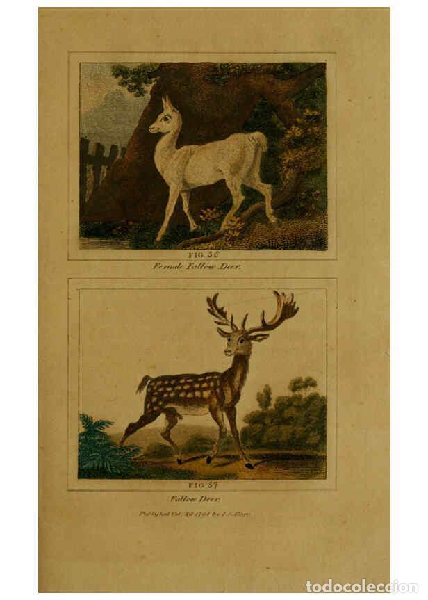 Collezionismo di Riviste e Giornali: Reproducci&oacute;n/Reproduction 6306327584: Buffon's Natural history. v.6. London:Printed for the Propriet