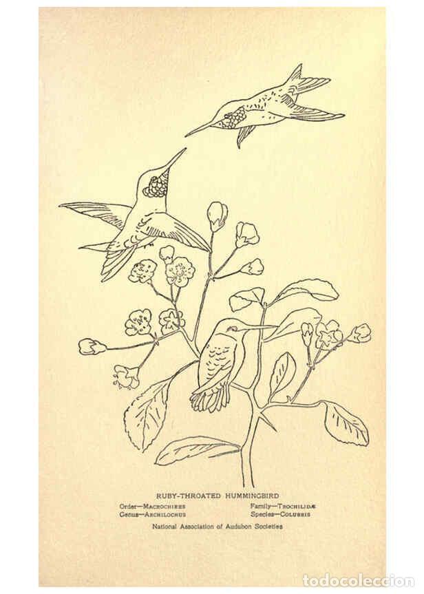 Collezionismo di Riviste e Giornali: Reproducci&oacute;n/Reproduction 6302737288: Portraits and habits of our birds v.2. New York city :National