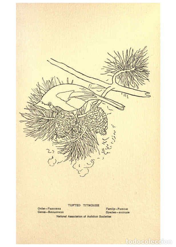 Collezionismo di Riviste e Giornali: Reproducci&oacute;n/Reproduction 6302738964: Portraits and habits of our birds v.2. New York city :National