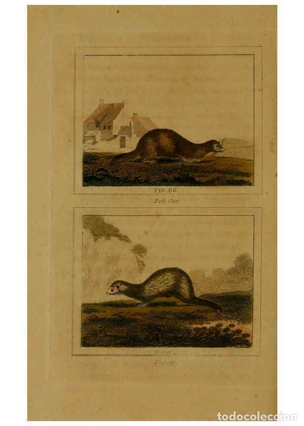 Collezionismo di Riviste e Giornali: Reproducci&oacute;n/Reproduction 6306328918: Buffon's Natural history. v.6. London:Printed for the Propriet