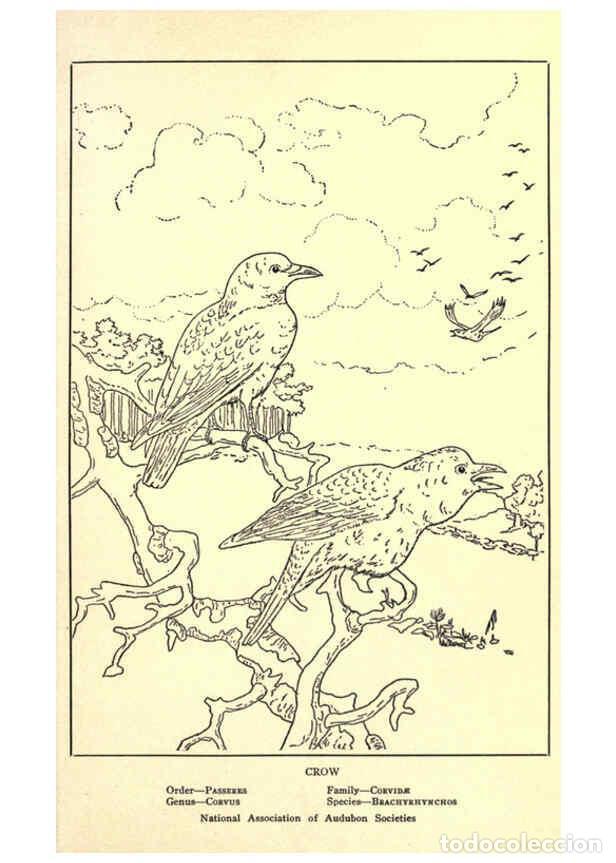 Collezionismo di Riviste e Giornali: Reproducci&oacute;n/Reproduction 6302215139: Portraits and habits of our birds v.2. New York city :National