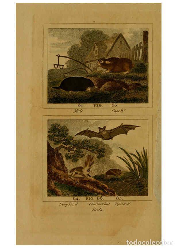 Collezionismo di Riviste e Giornali: Reproducci&oacute;n/Reproduction 6305806575: Buffon's Natural history. v.6. London:Printed for the Propriet